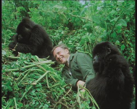 Attenborough and gorillas