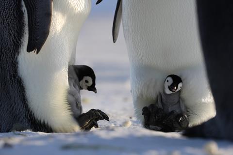 101_SecretsOfThePenguins_1513_AP_DS9I4681