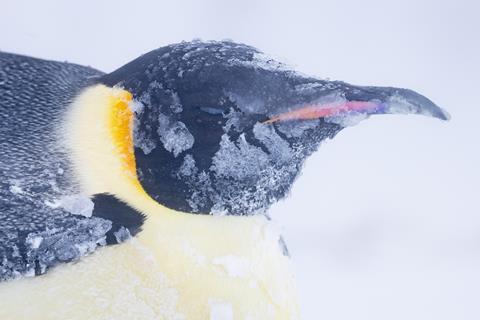 101_SecretsOfThePenguins_MM10111_231226_12226