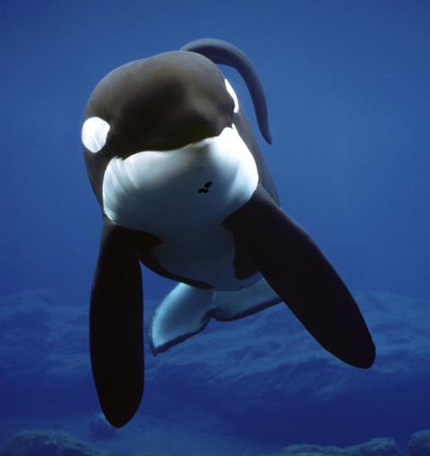 keiko_at_oregon_coast_aquqrium_1997_fwkf