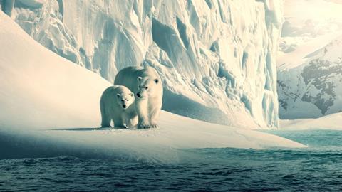 our planet polar bears