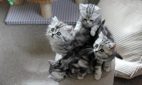 Secret Life Of Kittens