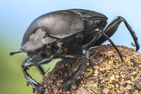 A Real Bugs Life