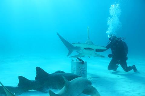 Shark! Celebrity Infested Waters