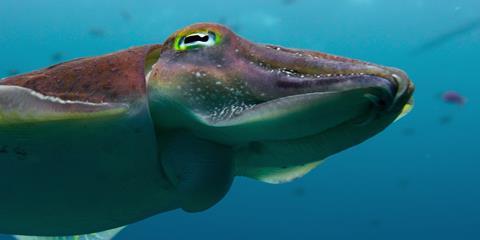 Our_Oceans_S1_E1_00_18_27_14