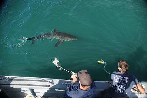 Dr Enrico Gennari tagging a white shark in Mossel Bay (1)