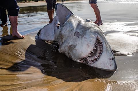 White shark washed up in Mossel Bay, it's liver missing, taken by orca - copyright Christiaan Stopforth (1)
