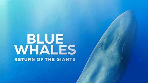 Blue Whales Return Of The Giants
