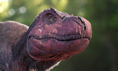 0260 rex head close up