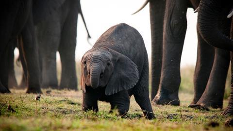 African Bush Elephant - Botswana ©Massimiliano Sticca