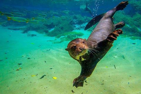 ariranha_pteronura_sub_rio_olho_dagua_20110129_0115