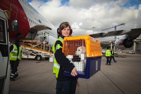 Animal airport 3