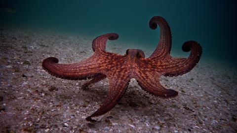 My Octopus Teacher_octous walking_Craig Foster
