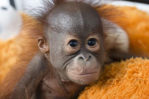 Red Ape: Saving the Orangutan | Critics |