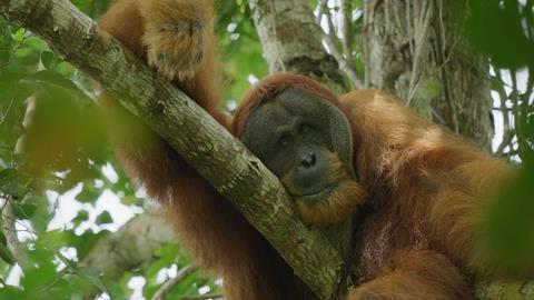 Secret Lives Of Orangutans