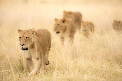 Okavango 2