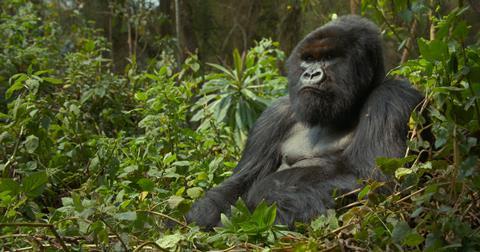 A_Gorilla_Story__Told_by_David_Attenborough_n_01_09_53_09