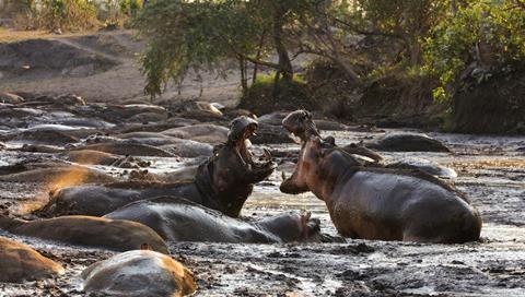 hostile planet hippos