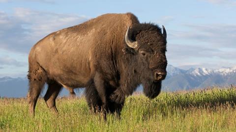 bison