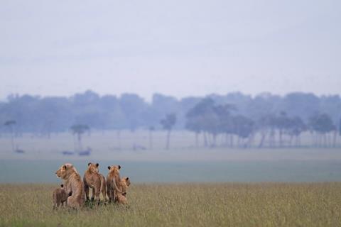 lion the rise and fall of the marsh pride